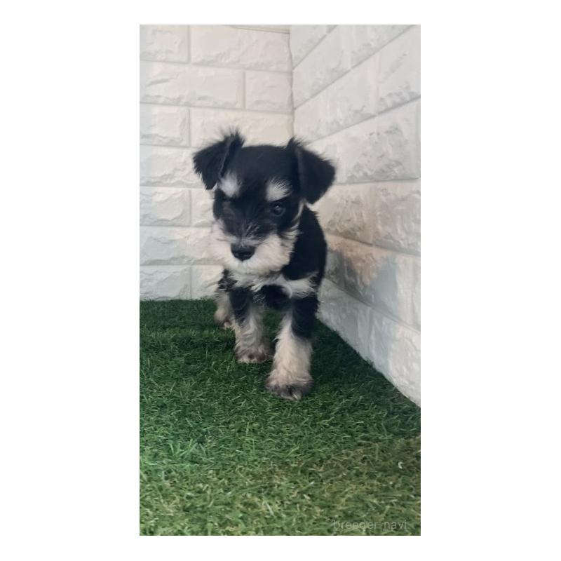 販売中の東京都のミニチュアシュナウザー-426177の3枚目