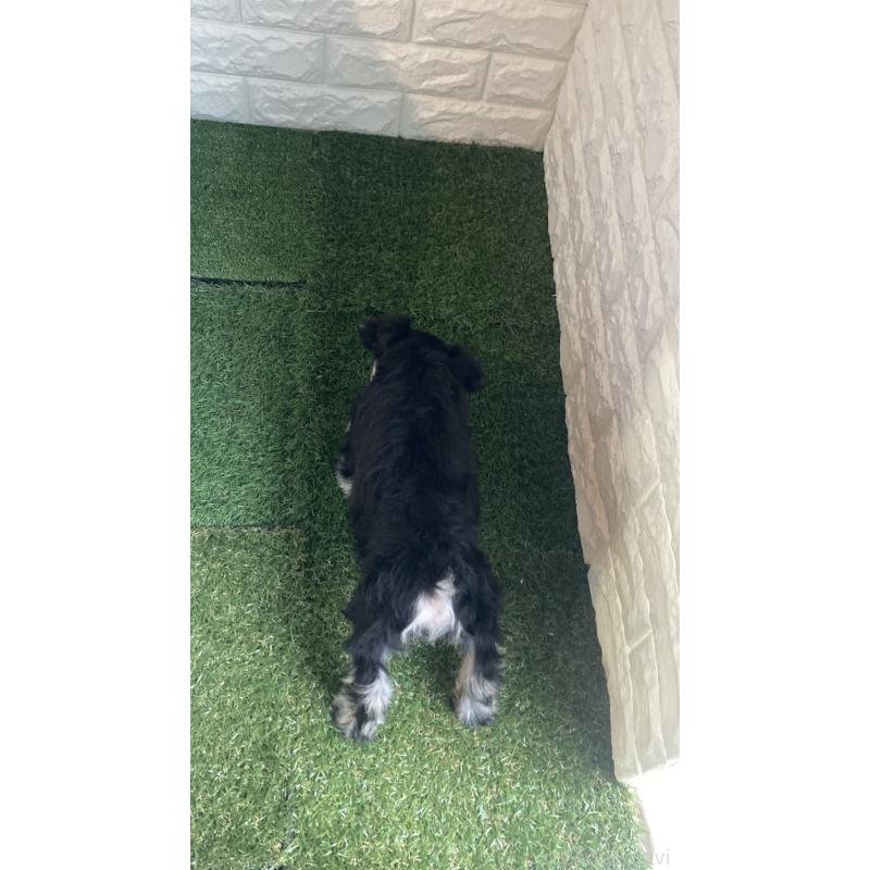 販売中の東京都のミニチュアシュナウザー-426177の2枚目