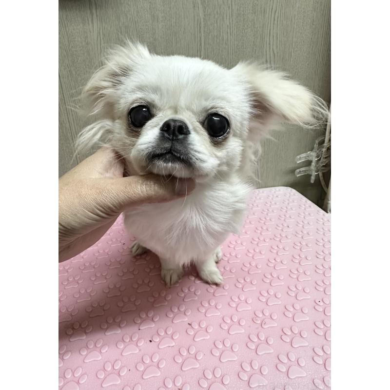 販売中の福島県のミックス犬-397829