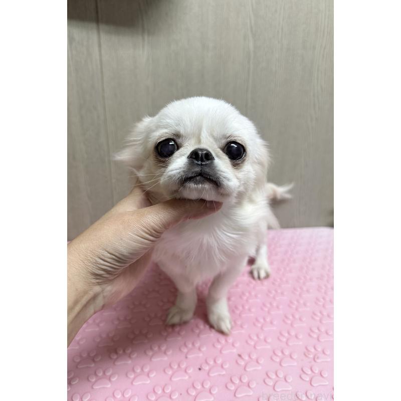 販売中の福島県のミックス犬-397829の3枚目