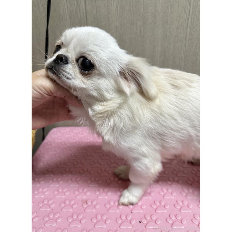 販売中の福島県のミックス犬-397829の2枚目