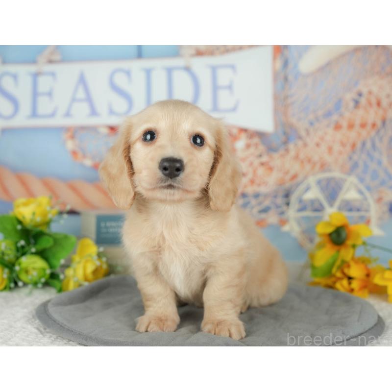 販売中の千葉県のミニチュアダックスフンド(ロングヘアード)-426180