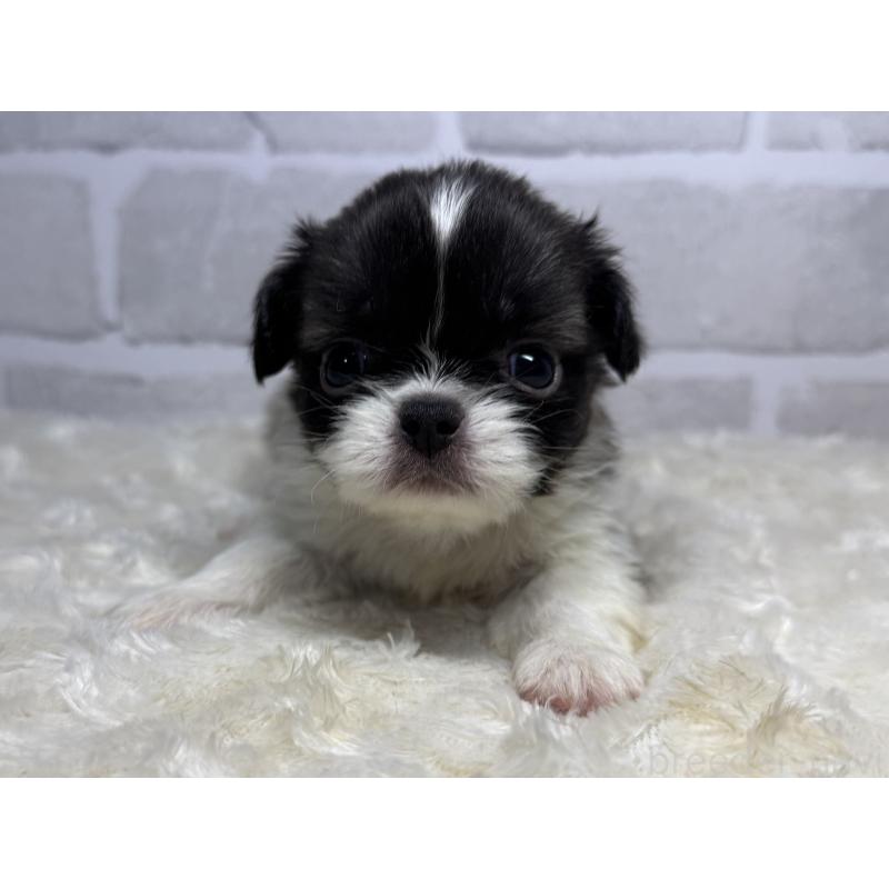 成約済の熊本県のペキニーズ-423190の1枚目