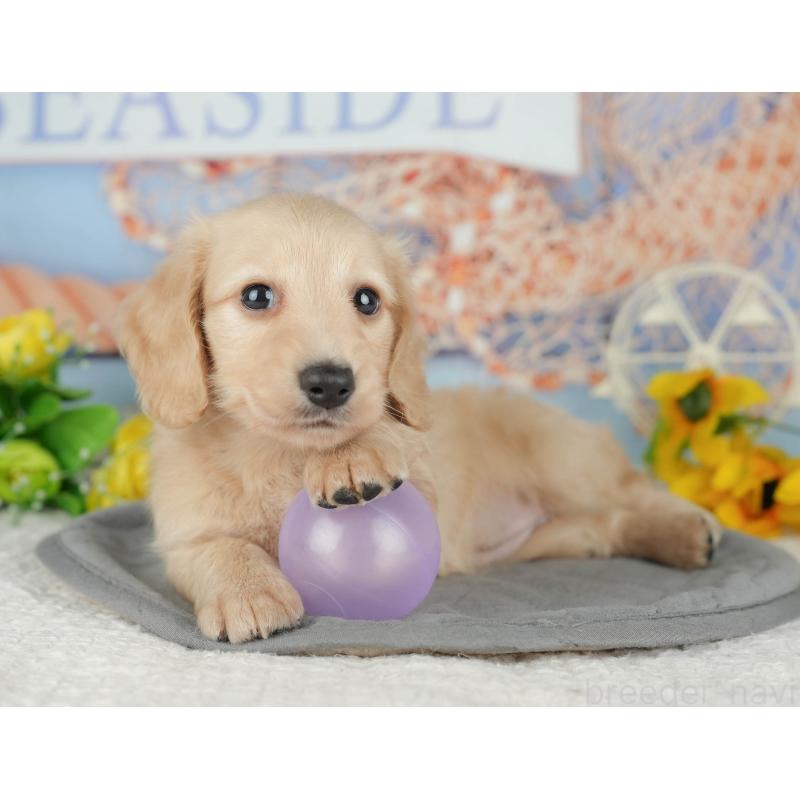 販売中の千葉県のミニチュアダックスフンド(ロングヘアード)-426180の10枚目