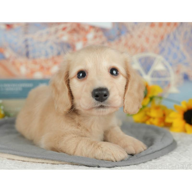 販売中の千葉県のミニチュアダックスフンド(ロングヘアード)-426180の9枚目