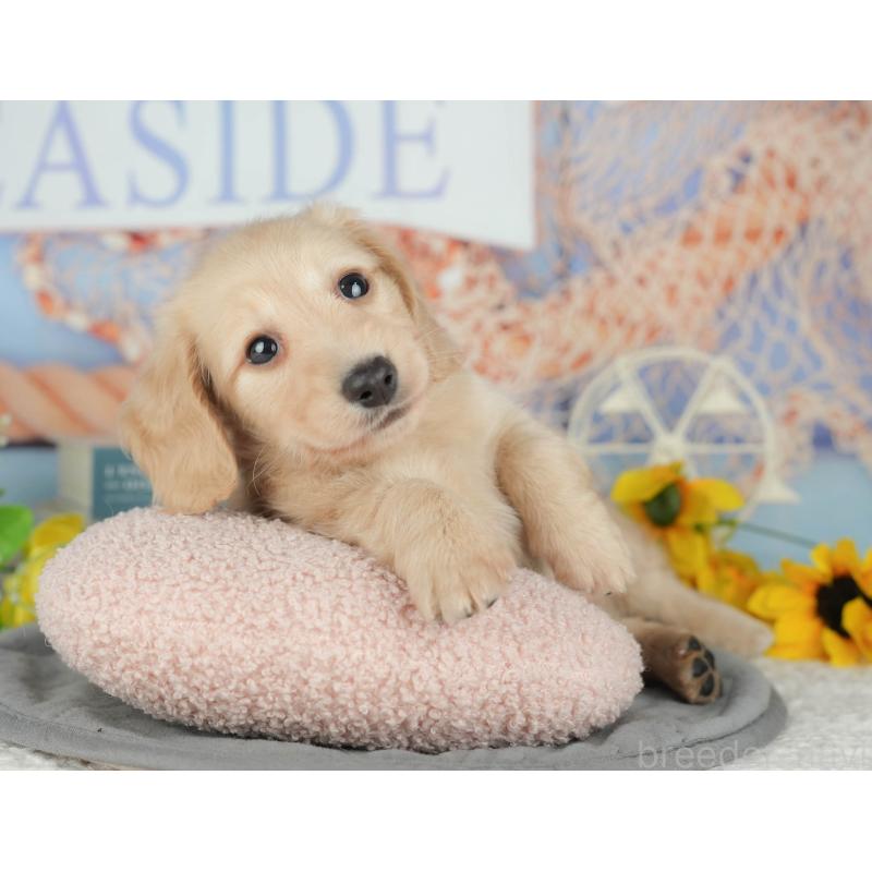 販売中の千葉県のミニチュアダックスフンド(ロングヘアード)-426180の8枚目