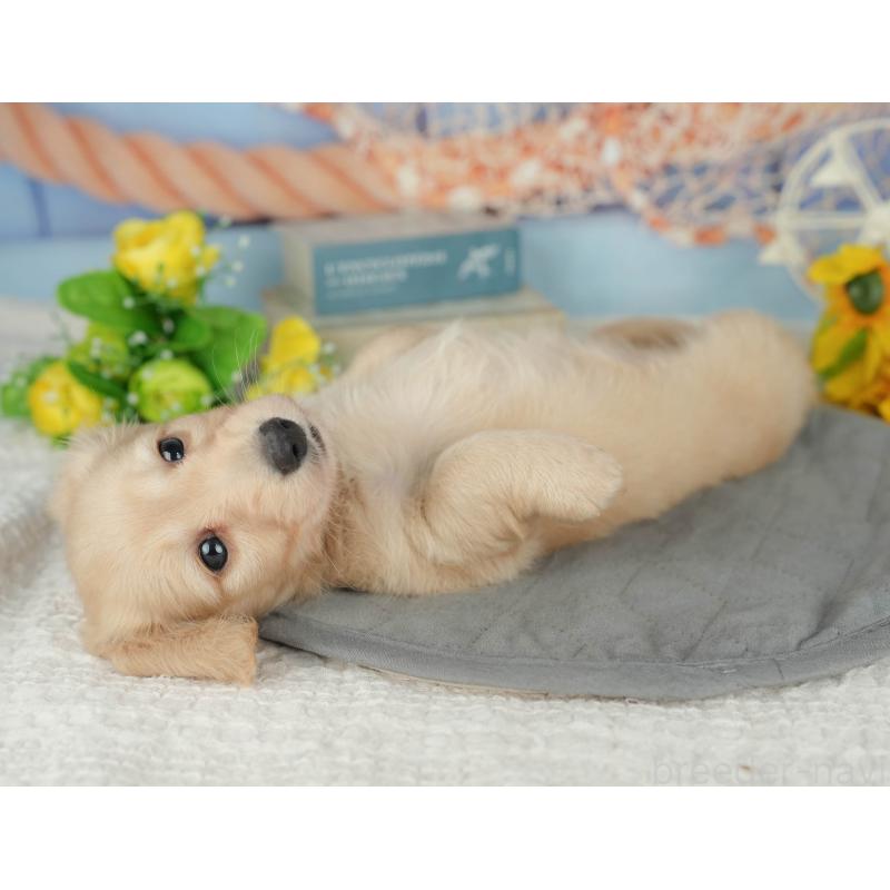 販売中の千葉県のミニチュアダックスフンド(ロングヘアード)-426180の7枚目