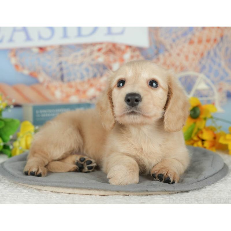 販売中の千葉県のミニチュアダックスフンド(ロングヘアード)-426180の6枚目