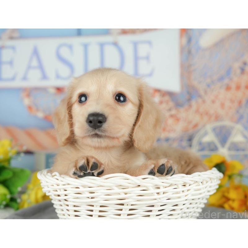 販売中の千葉県のミニチュアダックスフンド(ロングヘアード)-426180の5枚目