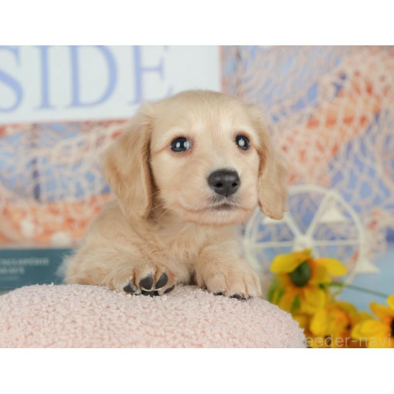 販売中の千葉県のミニチュアダックスフンド(ロングヘアード)-426180の4枚目