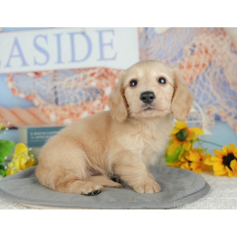 販売中の千葉県のミニチュアダックスフンド(ロングヘアード)-426180の3枚目