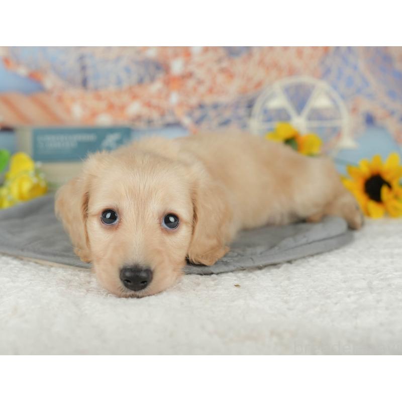 販売中の千葉県のミニチュアダックスフンド(ロングヘアード)-426180の2枚目