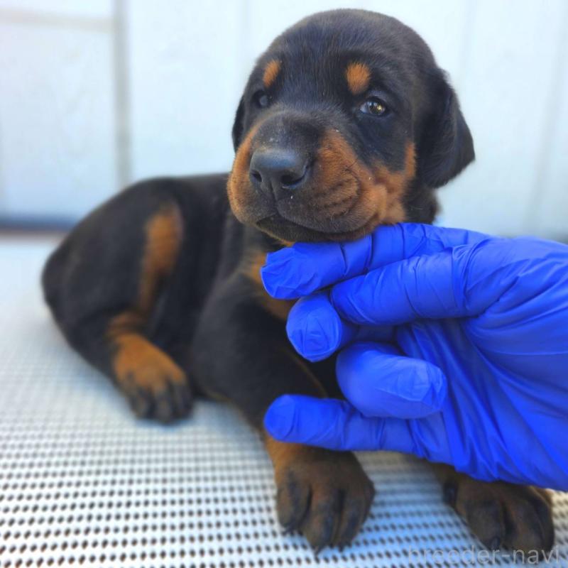 販売中の茨城県のドーベルマン-426181の8枚目