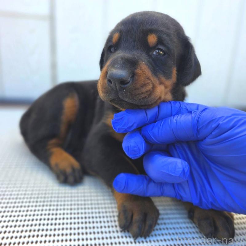 販売中の茨城県のドーベルマン-426181の7枚目