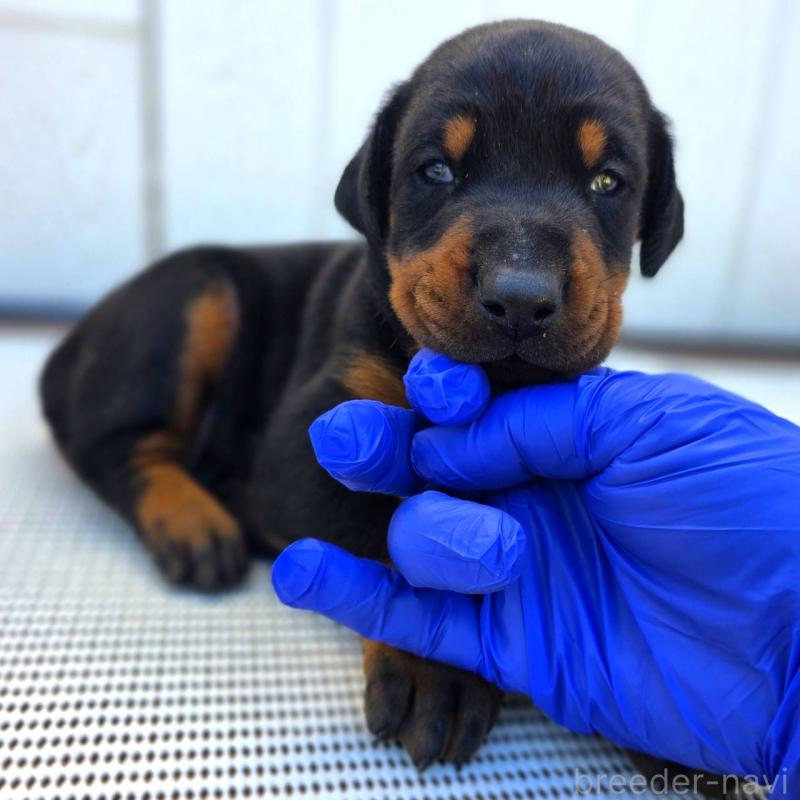 販売中の茨城県のドーベルマン-426181の6枚目