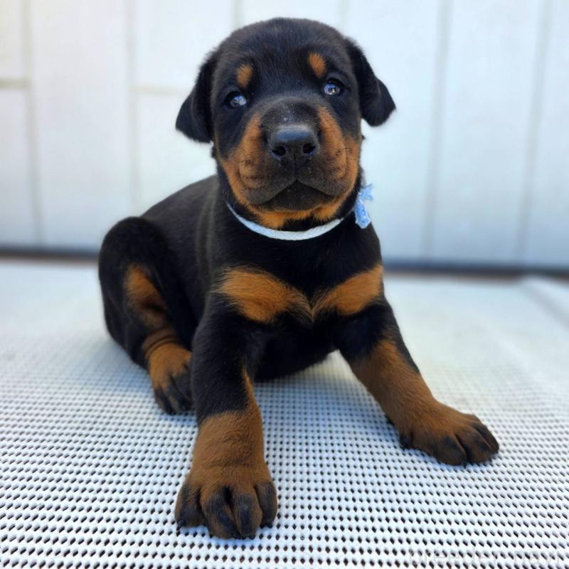 販売中の茨城県のドーベルマン-426181の4枚目