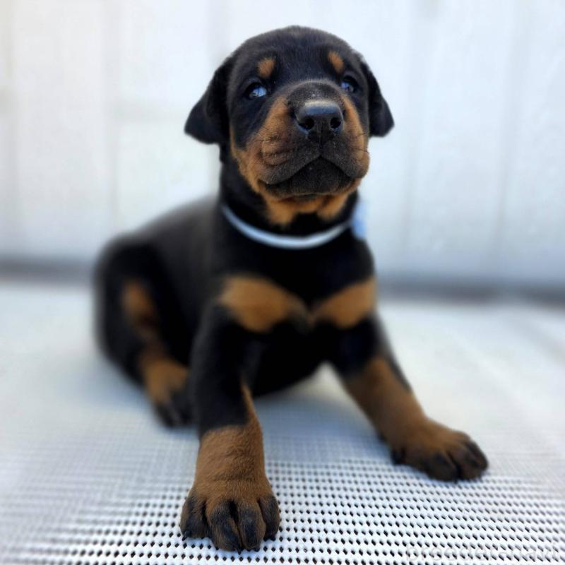 販売中の茨城県のドーベルマン-426181の1枚目