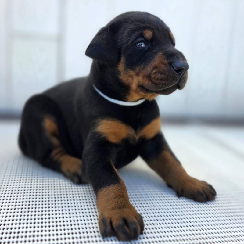 販売中の茨城県のドーベルマン-426181の3枚目