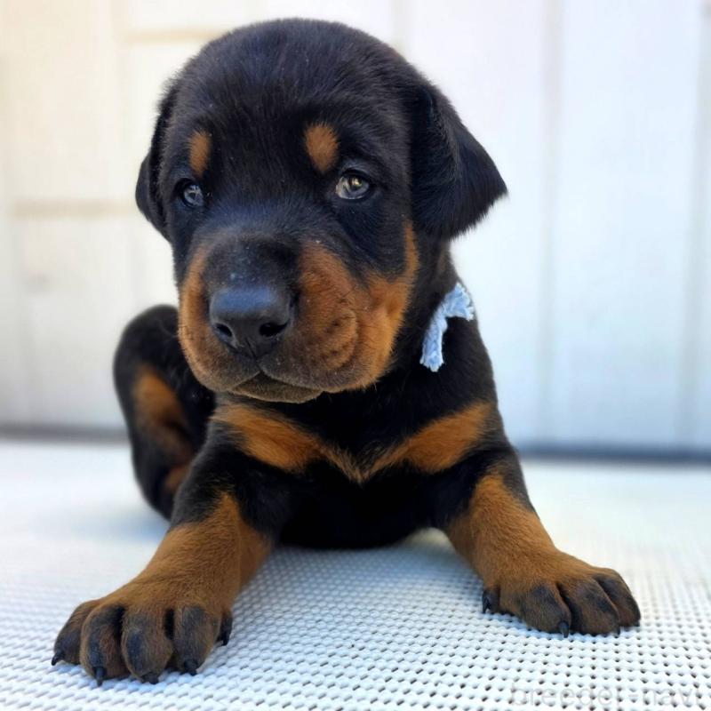 販売中の茨城県のドーベルマン-426181の2枚目