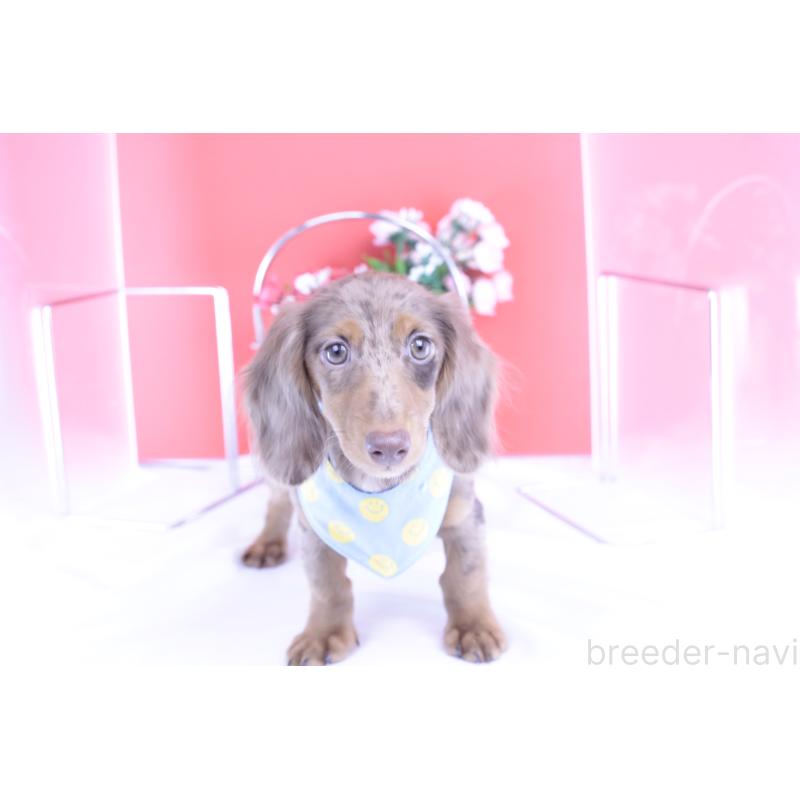 販売中の愛知県のカニンヘンダックスフンド(ロングヘアード)-410725の8枚目