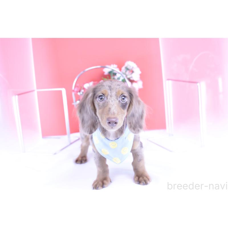 販売中の愛知県のカニンヘンダックスフンド(ロングヘアード)-410725の6枚目