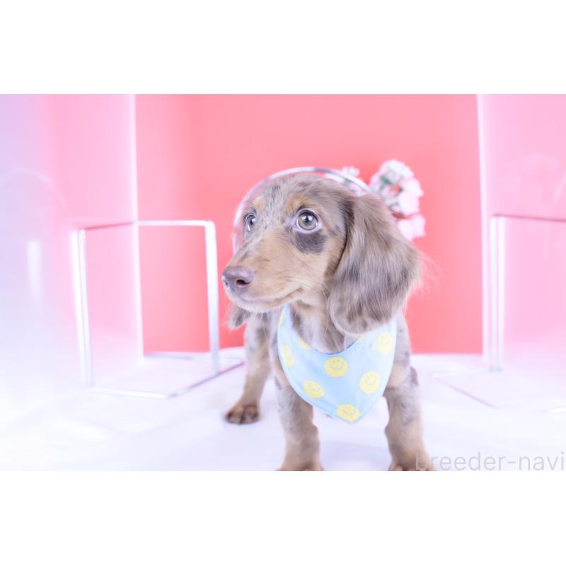 販売中の愛知県のカニンヘンダックスフンド(ロングヘアード)-410725の5枚目