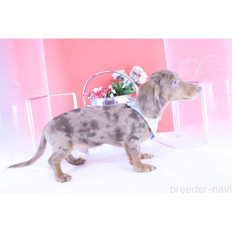 販売中の愛知県のカニンヘンダックスフンド(ロングヘアード)-410725の4枚目