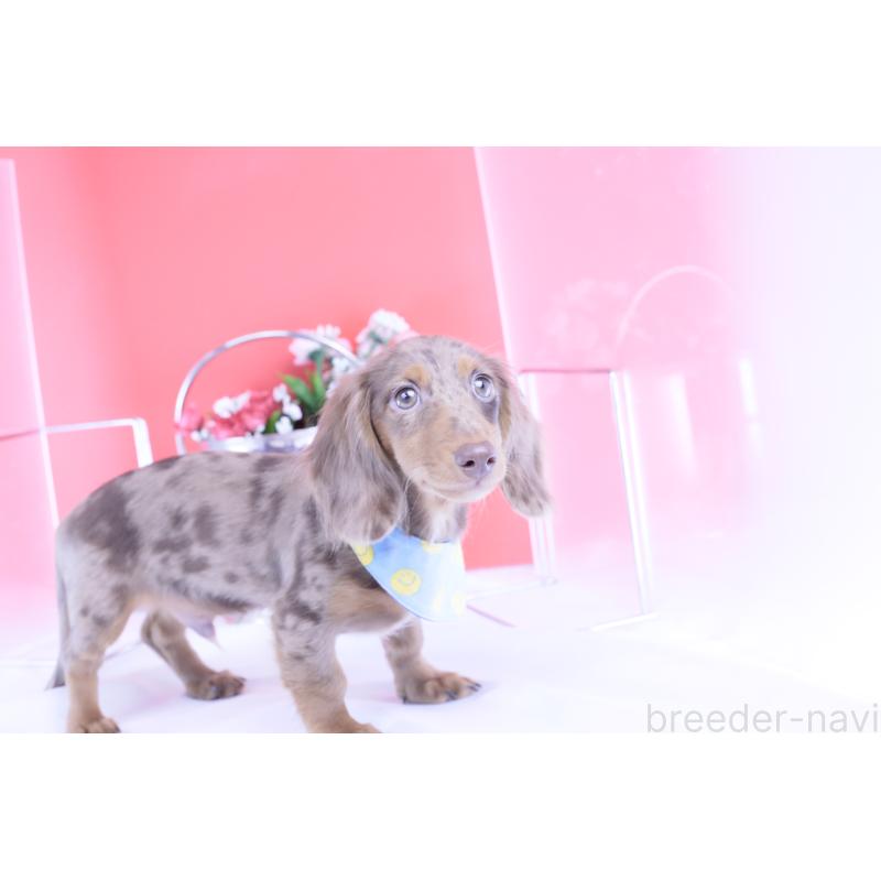 販売中の愛知県のカニンヘンダックスフンド(ロングヘアード)-410725の2枚目