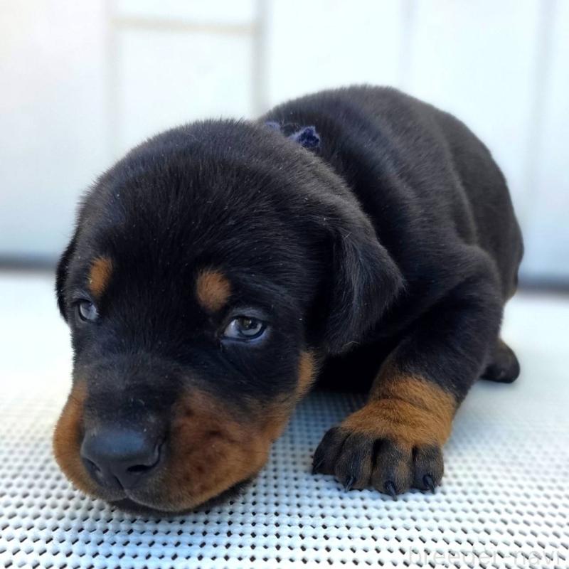 販売中の茨城県のドーベルマン-426183の9枚目