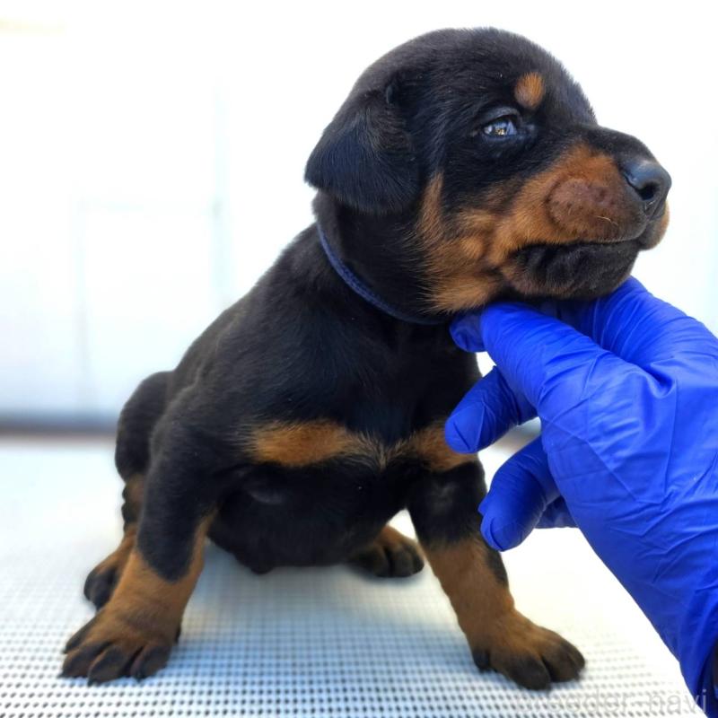 販売中の茨城県のドーベルマン-426183の8枚目