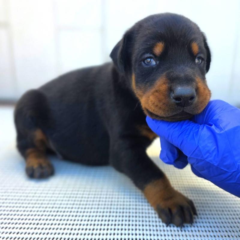 販売中の茨城県のドーベルマン-426183の7枚目