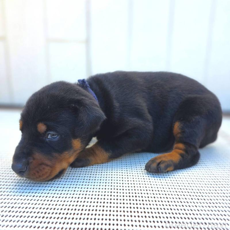 販売中の茨城県のドーベルマン-426183の6枚目