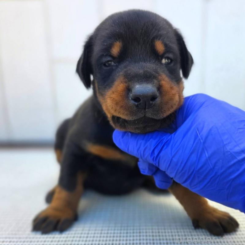 販売中の茨城県のドーベルマン-426183の5枚目