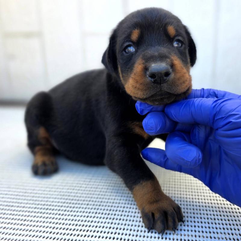 販売中の茨城県のドーベルマン-426183の3枚目