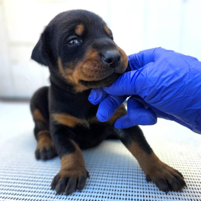 販売中の茨城県のドーベルマン-426183の4枚目