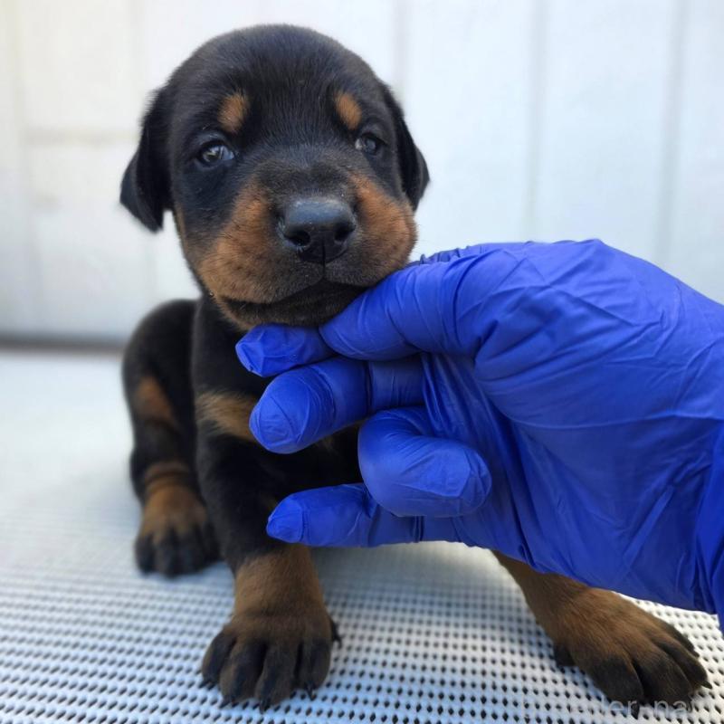 販売中の茨城県のドーベルマン-426183の1枚目