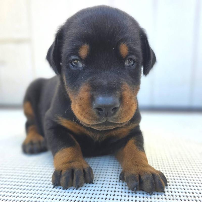 販売中の茨城県のドーベルマン-426183の2枚目