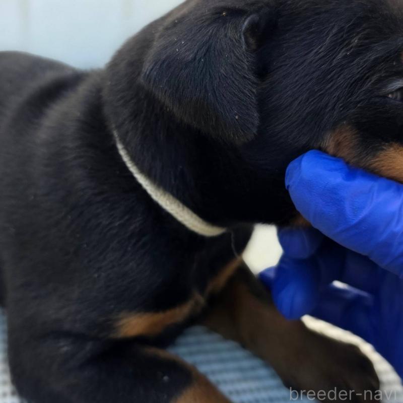 販売中の茨城県のドーベルマン-426185の13枚目