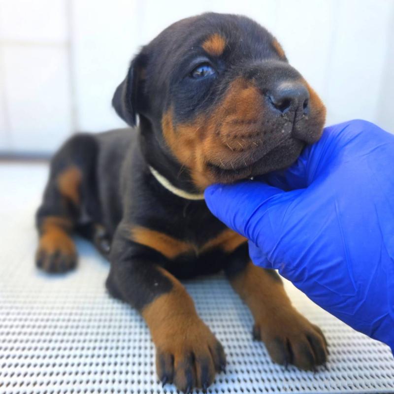 販売中の茨城県のドーベルマン-426185の12枚目