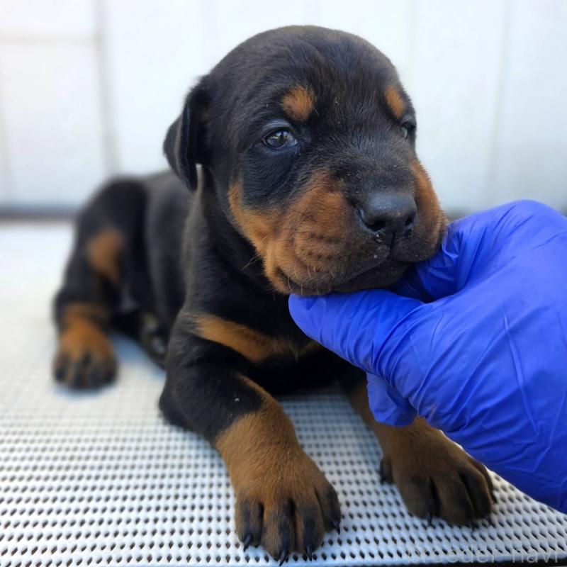 販売中の茨城県のドーベルマン-426185の11枚目