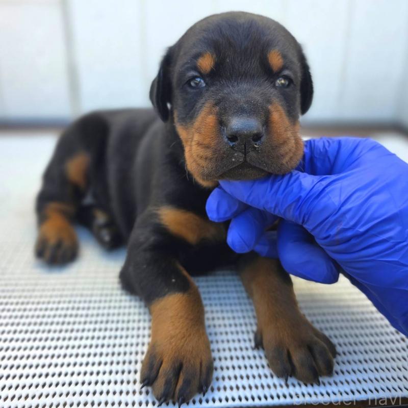 販売中の茨城県のドーベルマン-426185の10枚目