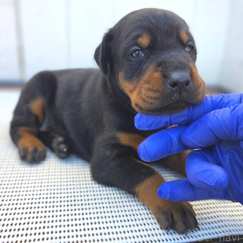 販売中の茨城県のドーベルマン-426185の8枚目