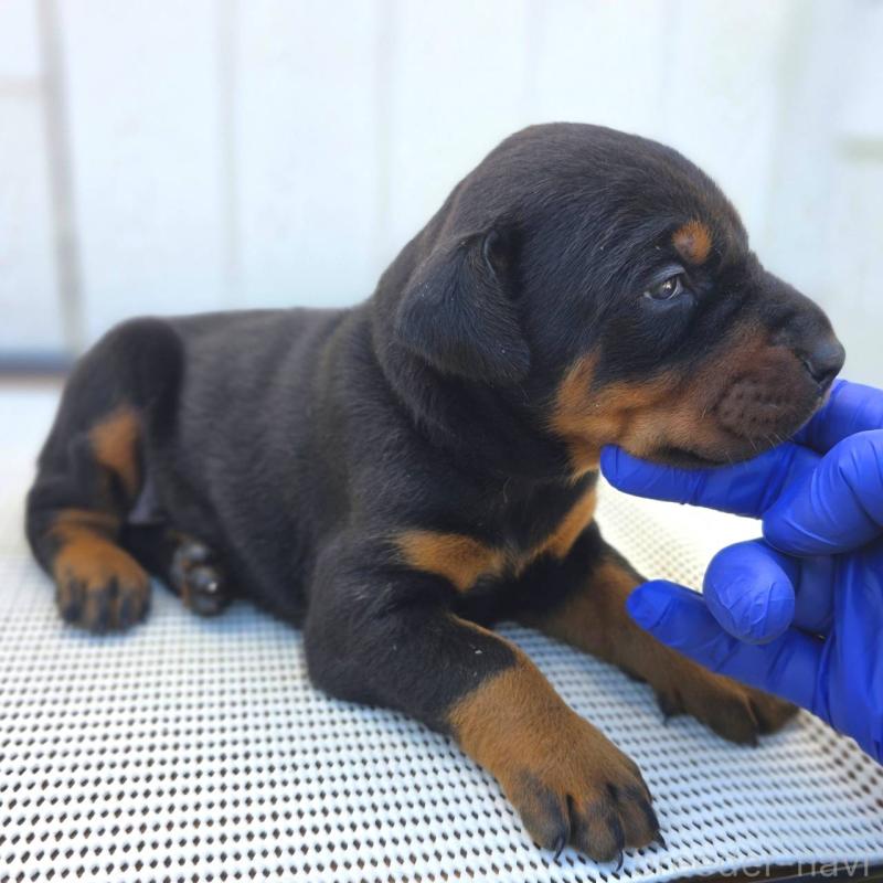 販売中の茨城県のドーベルマン-426185の9枚目