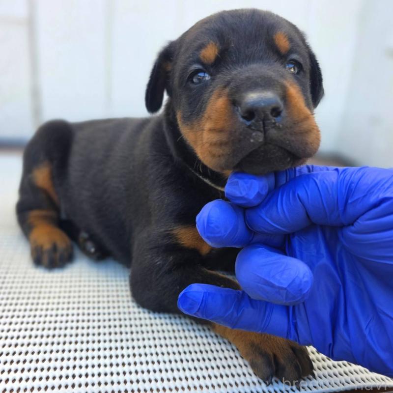 販売中の茨城県のドーベルマン-426185の7枚目