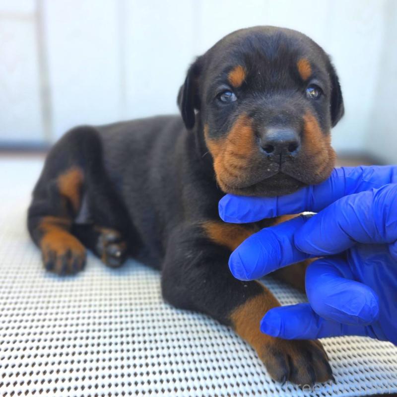 販売中の茨城県のドーベルマン-426185の6枚目