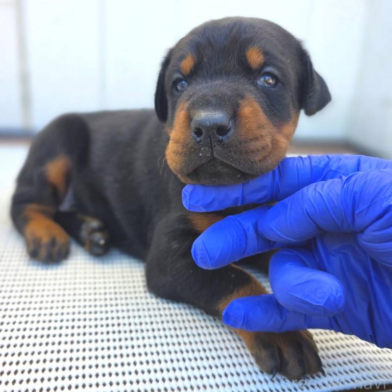 販売中の茨城県のドーベルマン-426185の5枚目