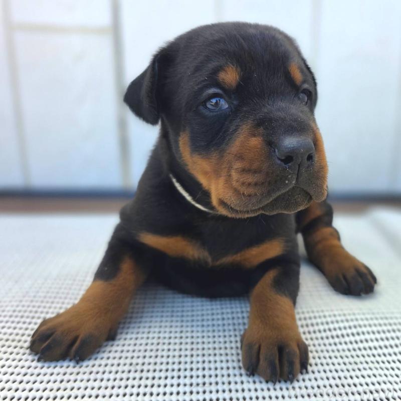 販売中の茨城県のドーベルマン-426185の3枚目