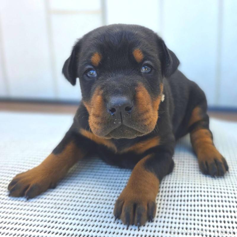 販売中の茨城県のドーベルマン-426185の4枚目