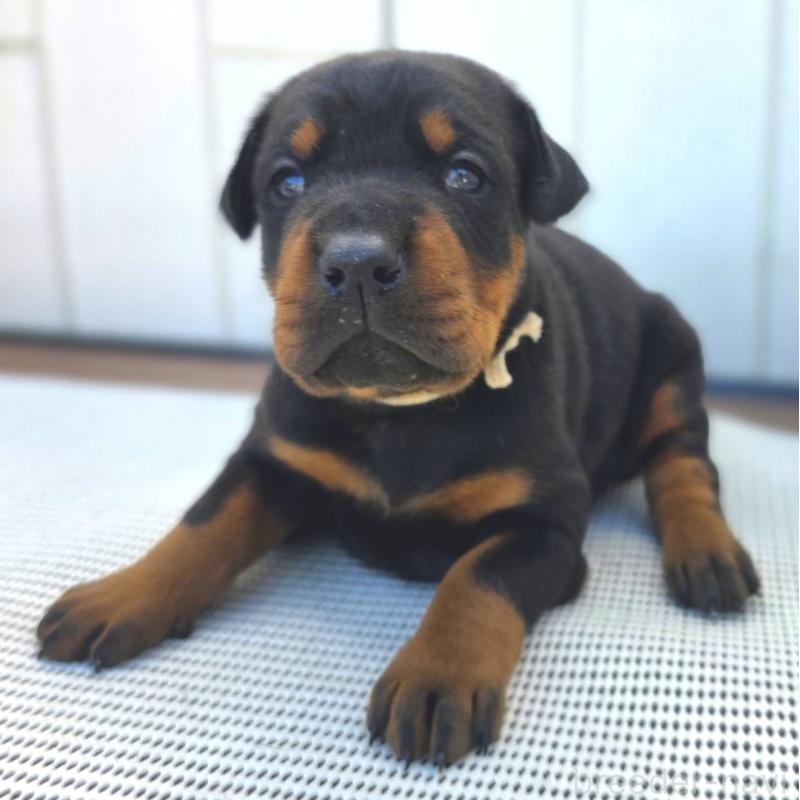 販売中の茨城県のドーベルマン-426185の2枚目