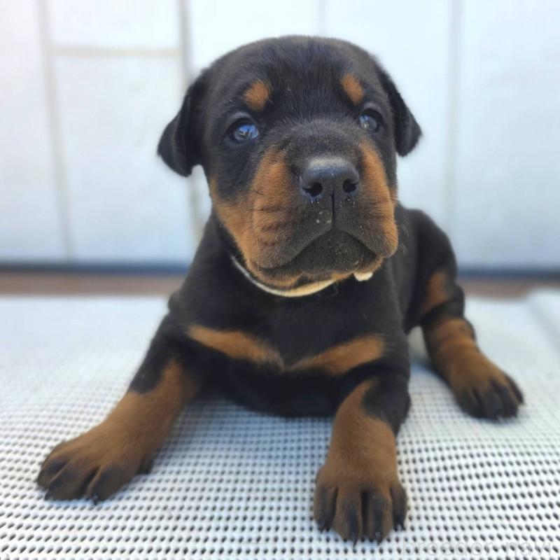 販売中の茨城県のドーベルマン-426185